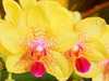 Yellow Orchids